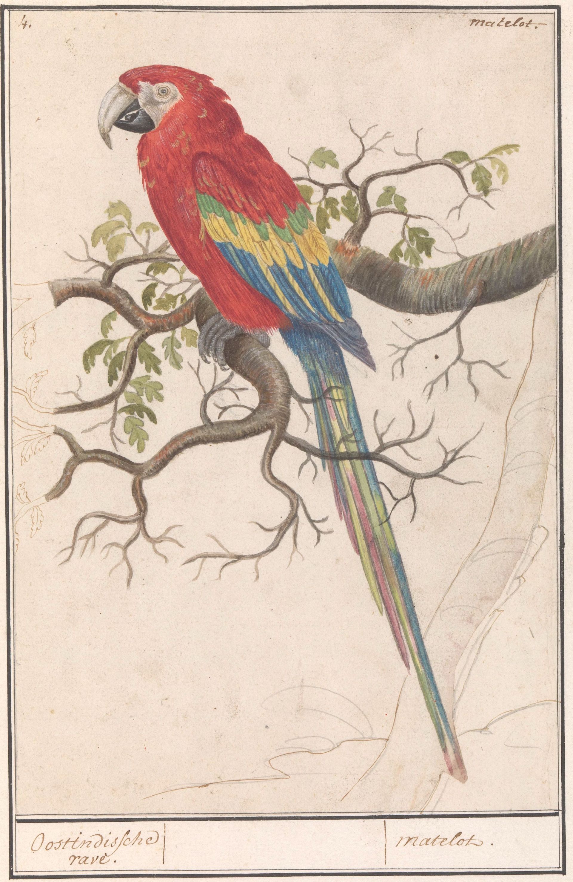 In 1594 mag de geteisterde Zutphense bevolking zich vergapen aan een “voogell uuith Brasilien”. Misschien was het wel deze geelvleugelara (Ara macao) in een album met tekeningen van vogels, gemaakt rond 1600. (Particuliere collectie, bruikleen Rijksmuseum)