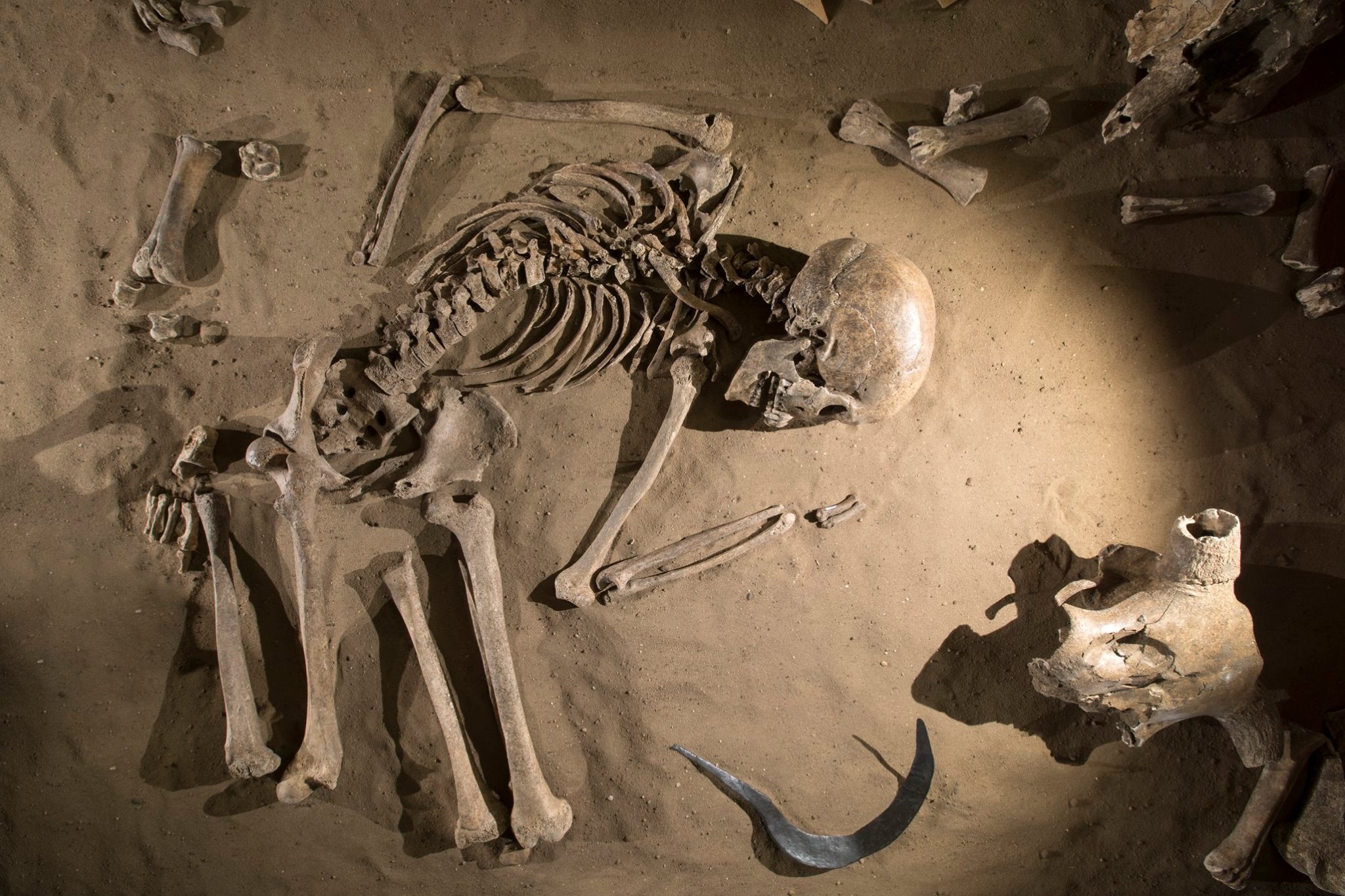 Skelet Vikingaanval 882 te zien Stedelijk Museum Zutphen